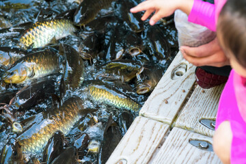 feeding fish at the Sanctuary river.
