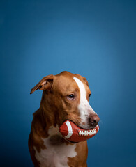Fawn and White Colored Shorthaired Dog Holding Football
