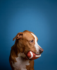 Fawn and White Colored Shorthaired Dog Holding Football