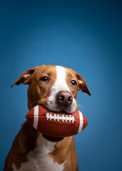 Fawn and White Colored Shorthaired Dog Holding Football - 411398761