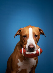 Fawn and White Colored Shorthaired Dog Holding Football
