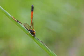 Ammophila procera