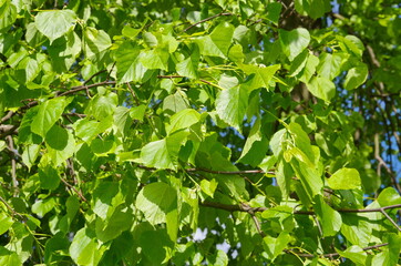 Fototapeta na wymiar Young leaves of linden (lat. Tilia) on a spring day