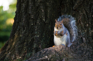 squirrel in the park