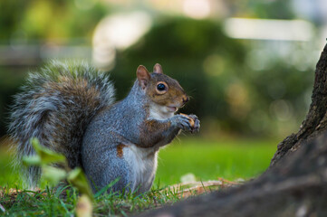 squirrel in the park