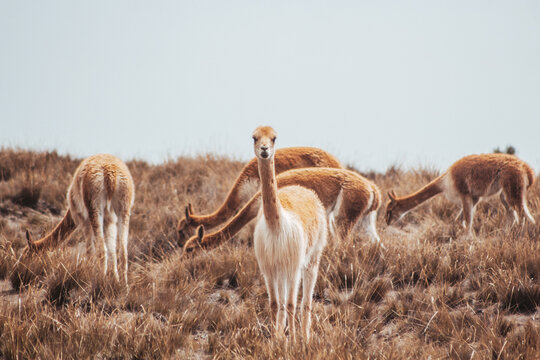 Vicu&ntilde;a, alpaca, que habita en la sierra de Ecuador, Per&uacute; y Bolivia, en la cordillera de los andes, en estado salvaje.
Vicu&ntilde;a, alpaca, that lives in the mountains of Ecuador, Peru and Bolivia