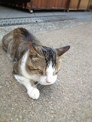 [Japan] Close-up of a cat sleeping on the street (Nara)