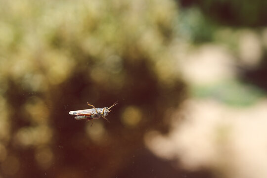 Close-up Of Cricket On Window Glass With Backyard Bokeh