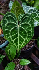 Leaves that resemble elephant ears, green with white stripe pattern, 