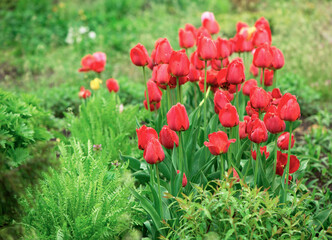 Obraz premium Tulips flowers on a blur background of nature.