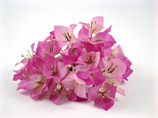 Pink flowers pink Bougainvillea glabra isolated on white background macro image ,sweet color	