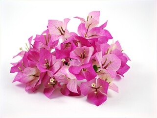 Pink flowers pink Bougainvillea glabra isolated on white background macro image ,sweet color