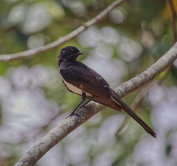 Australian wildlife birds Willy wagtail