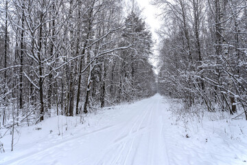 Obraz premium Stock Foto Winter in the forest, snow on trees, handsome christmas background