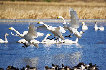 白鳥のコロニー
