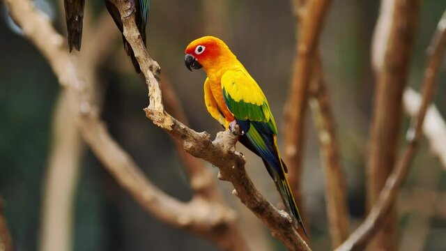 Little Parrot colorful bird, (White Eye-ring), Fischer Lovebirds, Video Clip stock footage.