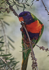 Australian wildlife birds rainbow lorikeet