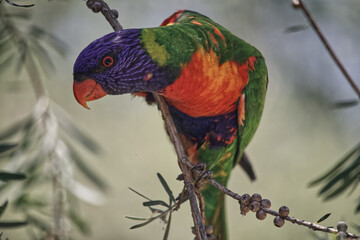 Australian wildlife birds rainbow lorikeet