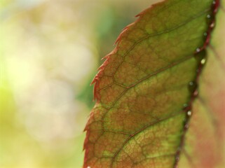 Blurred rose leaf with water drops in garden ,Blurred abstract autumn pink leaf for background green leaf with blurred background, rose plant ,macro image ,soft focus for card design