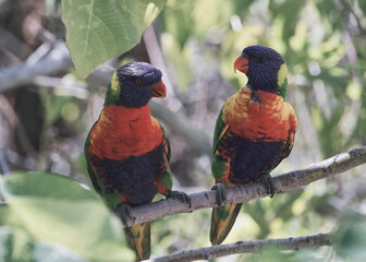 Australian wildlife birds rainbow lorikeet