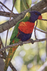 Australian wildlife birds rainbow lorikeet 
