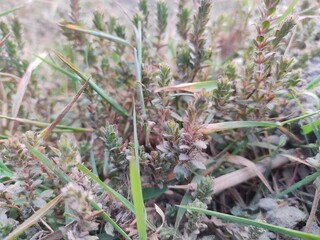 Beautiful macro Green fresh plants grass.field of fresh green grass.Agricultural landscape in the summer time.