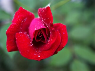 red rose with water droplets, Red rose flower with water drops in garden ,petals blooming with soft focus , sweet romantic color ,valentines background