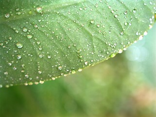 water drops on green leaf ,Closeup green leaves of  plants with rain drops in garden ,macro image ,wet leaves ,nature tiny leaf 