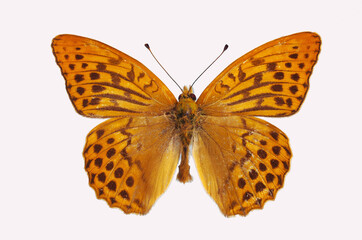 Silver-washed Fritillary (Arginnis paphia).A butterfly from the nymphalid family. Isolated on white background.