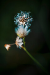 Close-up Of Dandelion On Plant