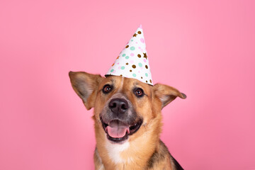 Mix breed dog studio portrait birthday cone