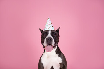 American Staffordshire Terrier dog studio portrait birthday cone