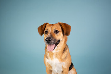 Mix breed dog studio portrait