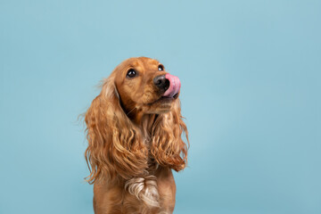 Cocker spaniel studio portrait licking nose