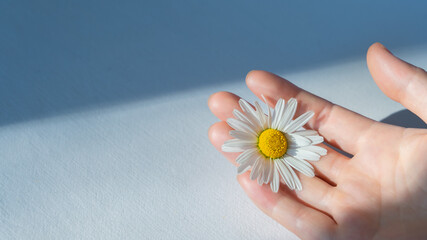 Closeup of a white daisy flower on the palm of the girl, copy space