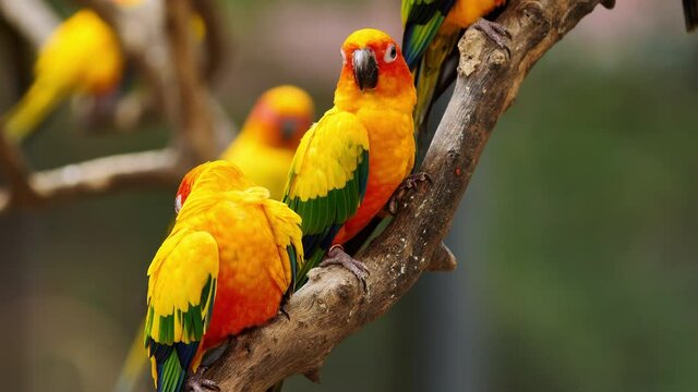 Little Parrot colorful bird, (White Eye-ring), Fischer Lovebirds, Video Clip stock footage.