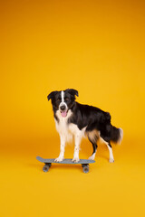 border collie portrait on yellow skateboard
