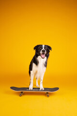 border collie portrait on yellow skateboard
