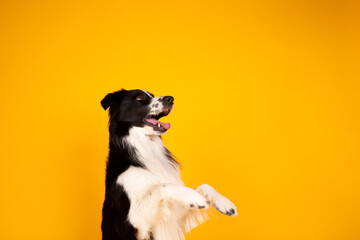 border collie portrait on yellow tricks