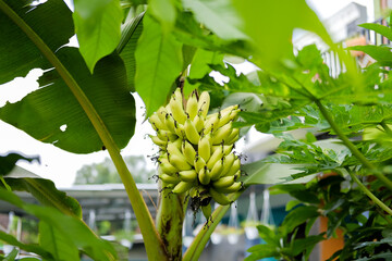 Close up of a banana tree bearing fruit