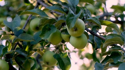 Apple tree in sunlight. apple growing on a branch. Selective focus