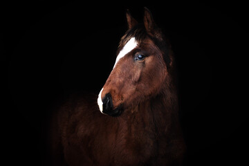 Bay small foal in natural furry winter coat against black bacground.