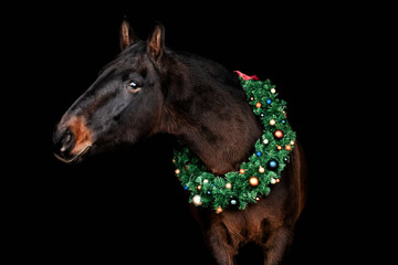 Fototapeta na wymiar Bay (brown) horse with christmas wreath against black backround.