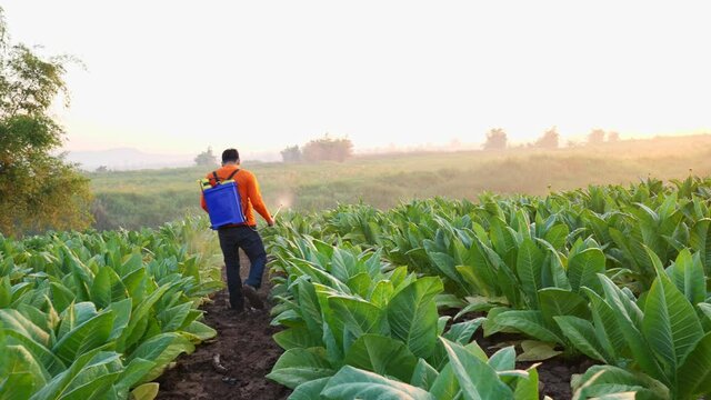 Farmer spraying pesticide in tobacco garden