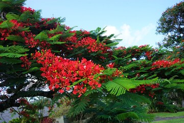 Delonix Regia flower (Royal Poinciana) in Hawaii, closeup - ハワイ ホウホウボク 鳳凰木 花