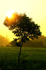Fototapeta premium Magical sunrise with tree