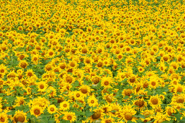 北竜町　ひまわり
