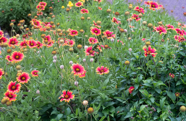 Fototapeta premium 沖縄に咲くテンニンギクの花 沖縄の亜熱帯に咲く美しい花