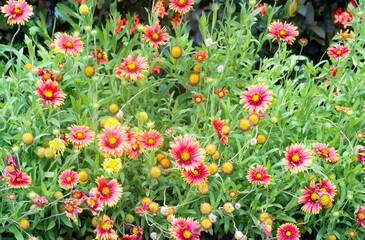 Naklejka premium 沖縄に咲くテンニンギクの花 沖縄の亜熱帯に咲く美しい花