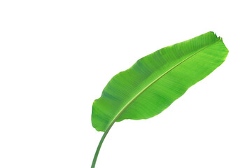 fresh banana green leaf. Beauty shape natural plant. isolated on white background with clipping path